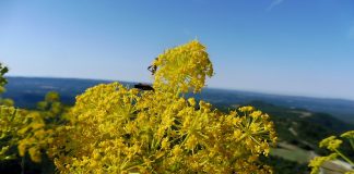 Ferula (Ferula gummosa) - Sucul plantei era folosit la afumarea carnii