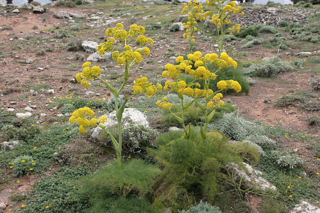 Ferula