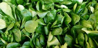 Fetica (Valerianella locusta), o planta bogata in vitamine si minerale