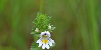 Floarea-de-ochi (Euphrasia officinalis), planta care vindeca ochii