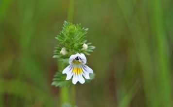 Floarea-de-ochi (Euphrasia officinalis), planta care vindeca ochii
