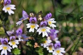 Floarea-de-ochi-Euphrasia-officinalis.jpg