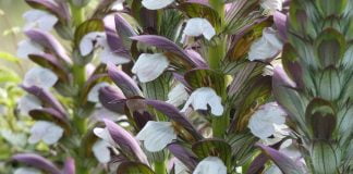 Gheara-ursului (Acanthus mollis), planta care vindeca raceala, bronsita, durerile de gat