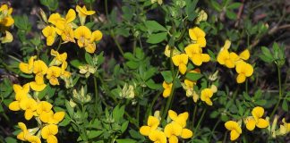 Ghizdeiul-marunt (Lotus corniculatus), planta medicinala cu efect calmant