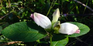 Glabra (Chelone glabra), planta cu proprietati antidepresive