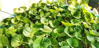 Gotu kola (Centella asiatica), planta eficienta pentru memorie - Stiati ca…