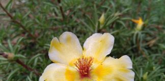 Grasita (Portulaca oleracea) ajuta la vindecarea bolilor digestive si ale cailor urinare