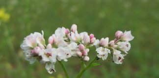 Hrisca (Fagopyrum esculentum) - Stiati ca…