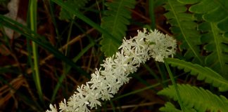 Inorogul-fals (Chamaelirium