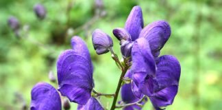 Omagul-albastru (Aconitum napellus), planta folosita in tratamentul gripei