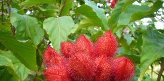 Orleanul (Bixa orellana), arbust medicinal si bun colorant