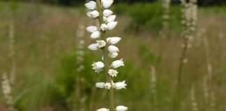 Plante medicinale – Iarba-amara (Aletris farinosa)