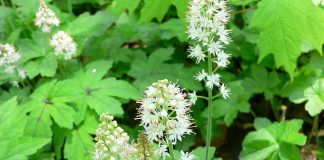 Plante medicinale – Tiarella cordifolia