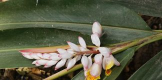 Proprietatile plantei galgantul-mic (Alpinia officinarum) numita condimentul vietii