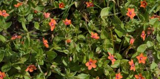 Scanteioara (Anagallis arvensis), planta folosita in tratamentul bolilor mintale