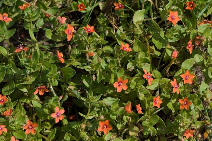 Scanteioara (Anagallis arvensis), planta folosita in tratamentul bolilor mintale