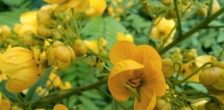 Siminichia (Cassia angustifolia), planta medicinala cu proprietati laxative