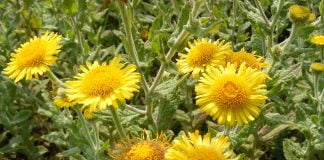 Tataisul (Pulicaria dysenterica), planta ce alunga purecii