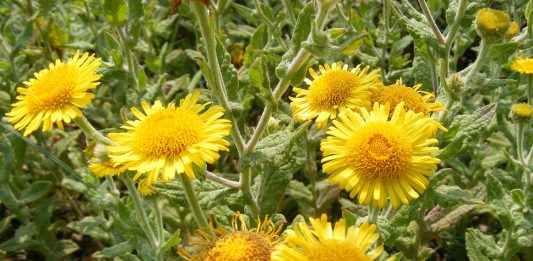 Tataisul (Pulicaria dysenterica), planta ce alunga purecii