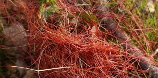 Tortelul (Cuscuta epithymum), planta medicinala
