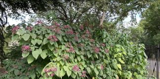 Umbrarul-rosu (Clerodendrum trichotomum) cu flori parfumate si frunze comestibile
