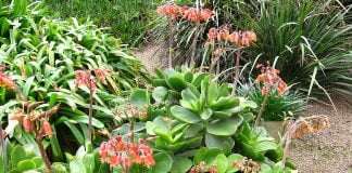 Urechea-porcului (Cotyledon orbiculata), planta folosita in homeopatie