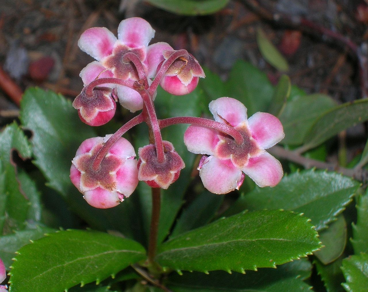 Verdeata-iernii