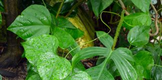 Vita-virgina (Chondrodendron tomentosum), planta otravitoare