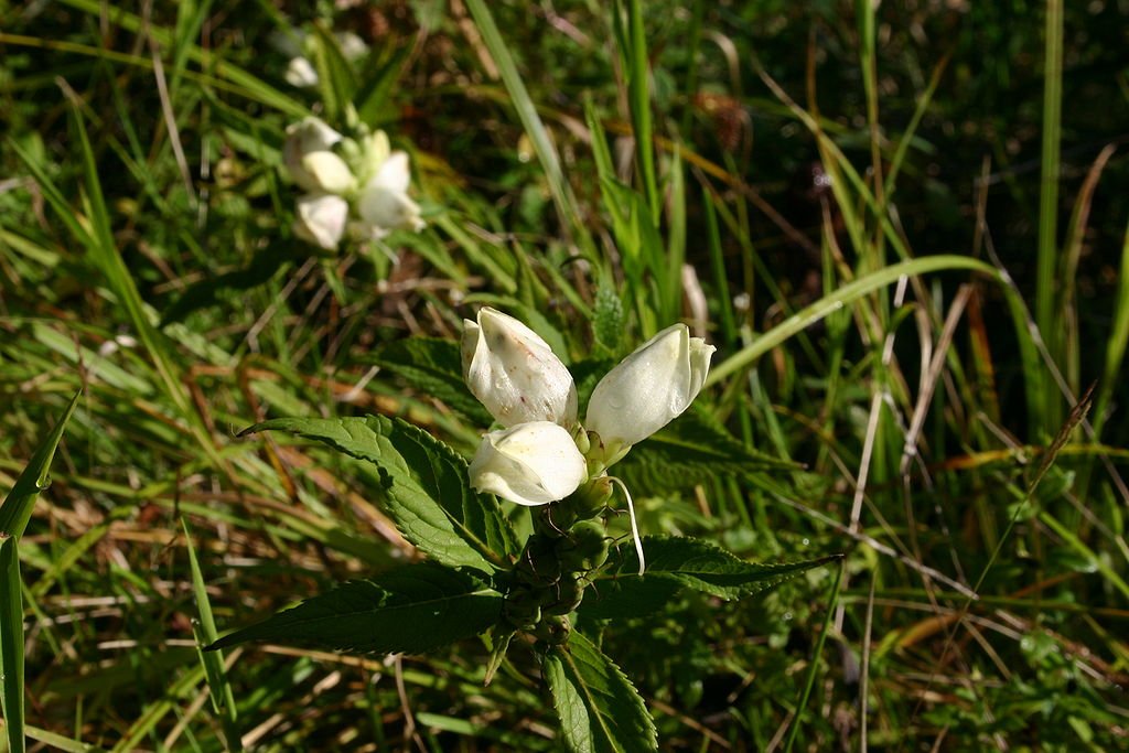 glabra