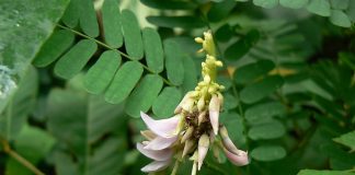 Abrina (Abrus precatorius), planta folosita la confectionarea de bijuterii si rozarii