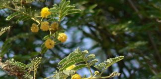 Acacia-spinoasa egipteana (Acacia nilotica), planta ce se foloseste in durerile de gat