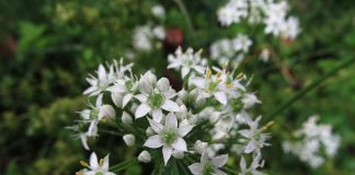 Arpagicul chinezesc (Allium tuberosum), planta pentru pofta de mancare