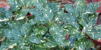 Aucuba japoneza (Aucuba japonica), planta otravitoare si de ornament