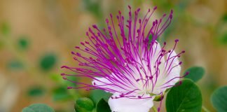 Caperul (Capparis spinosa), planta ce stimuleaza pofta de mancare