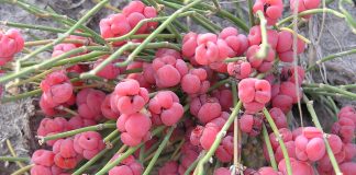 Carcelul (Ephedra distachya), planta ce vindeca afectiunile respiratorii