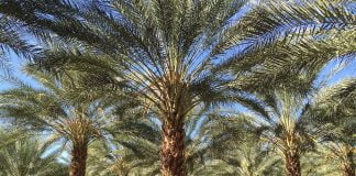 Care sunt proprietatile curmalelor, fructele palmierului Phoenix dactylifera