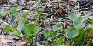 Coada-zmeului (Calla palustris), planta otravitoare