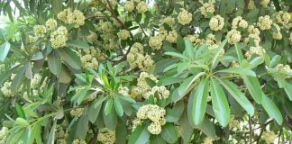 Copacul-dracului (Alstonia scholaris)