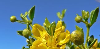 Creosotul (Larrea tridentata), arbust cu proprietati terapeutice