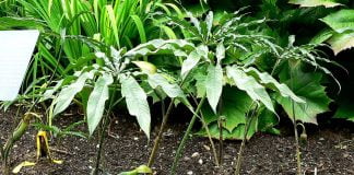 Crinul-cobra (Arisaema consanguineum)