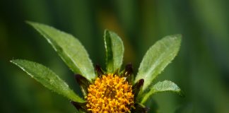 Dentita (Bidens tripartita), planta medicinala