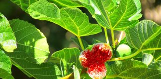 Descopera istoria smochinului si proprietatile fructelor sale bune pentru sanatate!