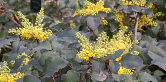 Dracila-americana (Berberis repens), planta ornamentala si terapeutica