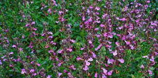 Dumbetul sau sclipetele, planta folosita in homeopatie