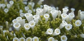 Fabiana (Fabiana imbricata), planta utilizata in afectiunile urinare
