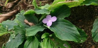 Galangul-mic (Kaempferia galanga), condiment si medicament psihoactiv