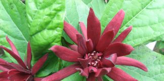 Garofita-piperata (Calycanthus floridus), arbust cu miros de capsuni