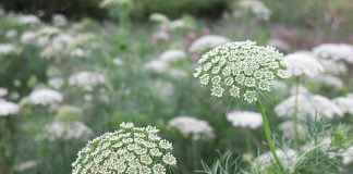Iarba-de-dinti (Ammi visnaga), planta eficienta in bronsita si tuse convulsiva
