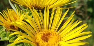 Iarba-mare (Inula helenium), planta cu efect diuretic si de vindecare a tusei