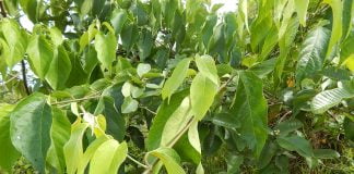 Liana ayahuasca (Banisteriopsis caapi), planta sacra folosita de samani Liana ayahuasca (Banisteriopsis caapi), planta sacra folosita de samani